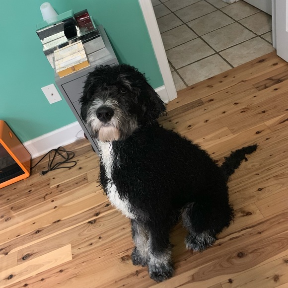 Meet your Posher - Picture 5 of 5